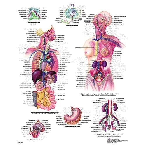 Lehrtafel Das lymphatische System - anatomische Darstellung für medizinische Ausbildung - Med-Praxisbedarf