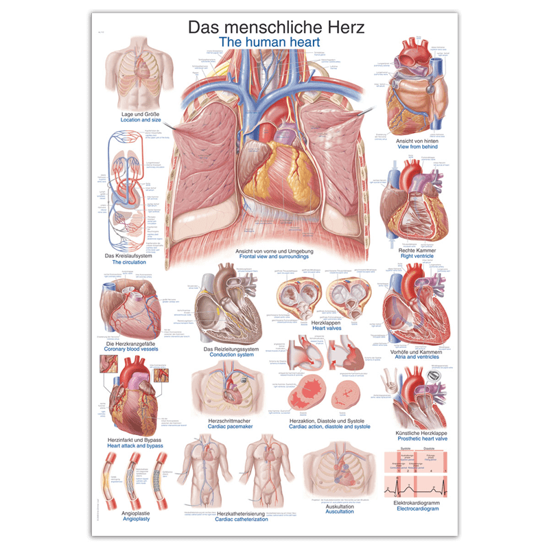 Lehrtafel Das menschliche Herz - klare anatomische Darstellung für medizinische Berufe - Med-Praxisbedarf