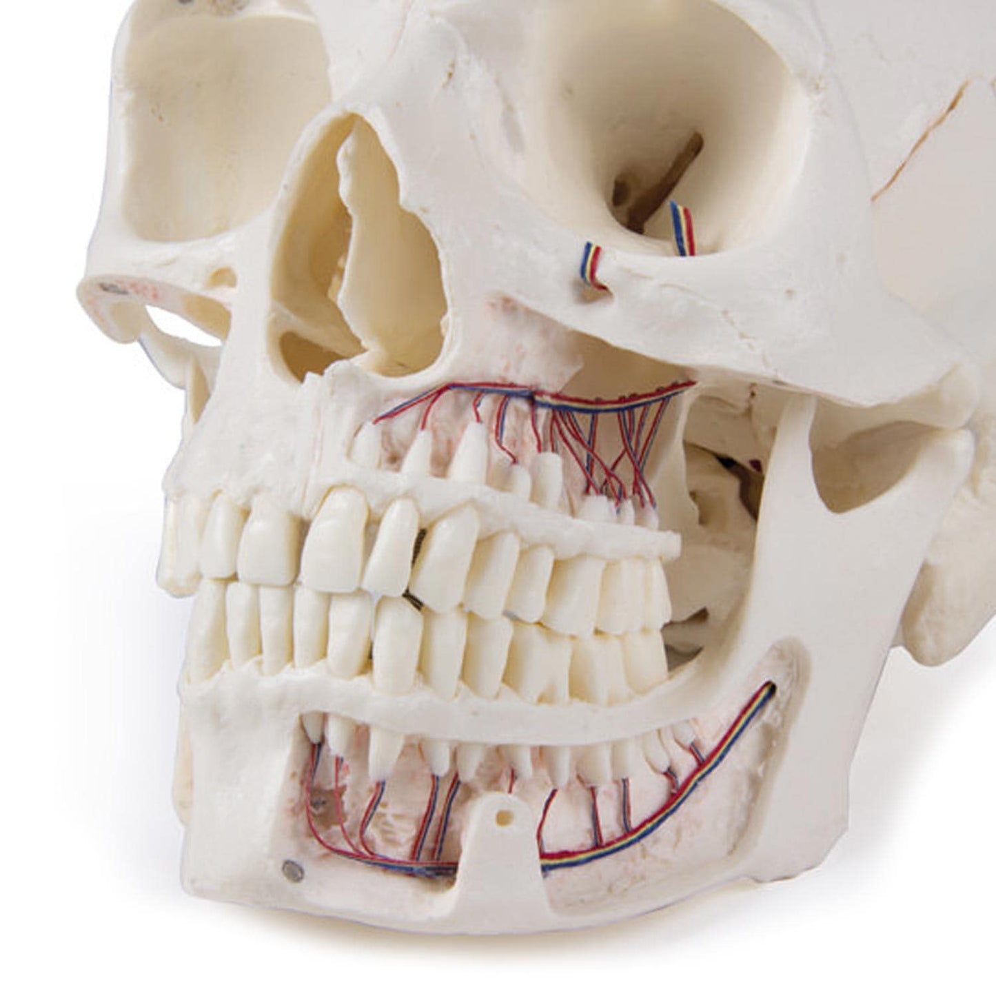 Anatomie Schädelmodell 14-teilig - Schädelbasis mit detaillierter Wirbelsäulenabgrenzung - Med-Praxisbedarf