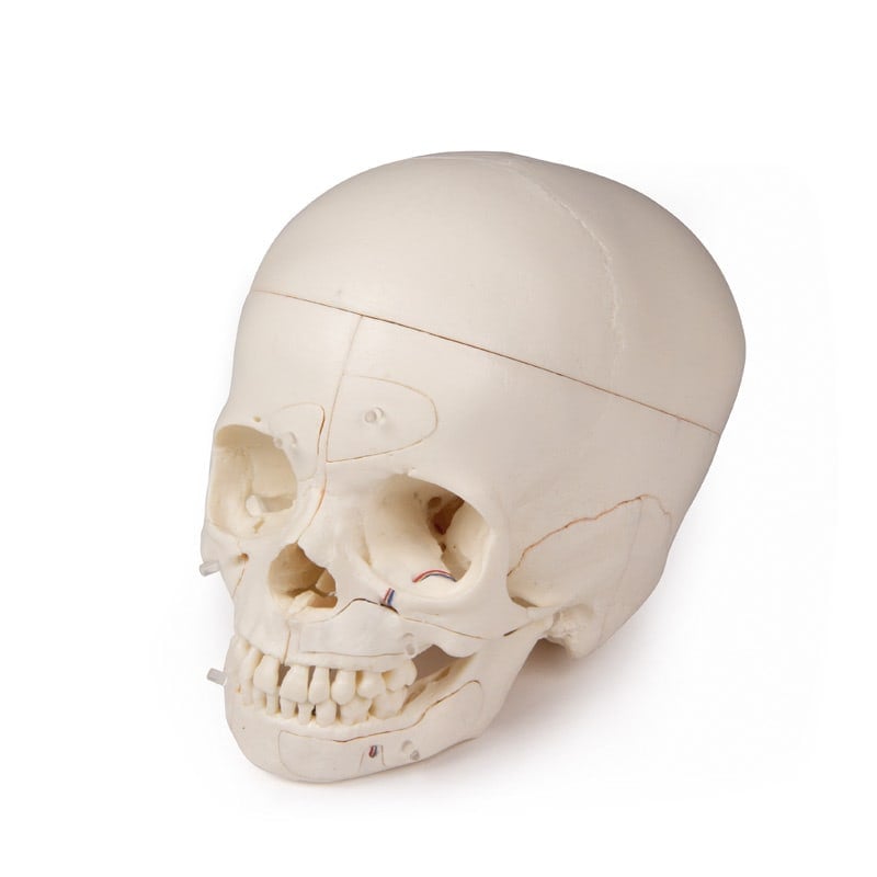 Schädelmodell Hirnschädel - Kalotte abnehmbar zur Darstellung der Schädeldecke - Med-Praxisbedarf