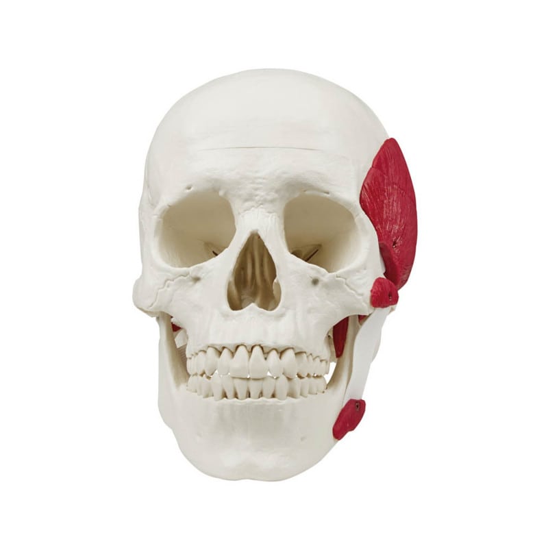 Schädel mit Kaumuskulatur 3-teilig beweglich - Kieferfunktion, anatomisches Modell - Med-Praxisbedarf