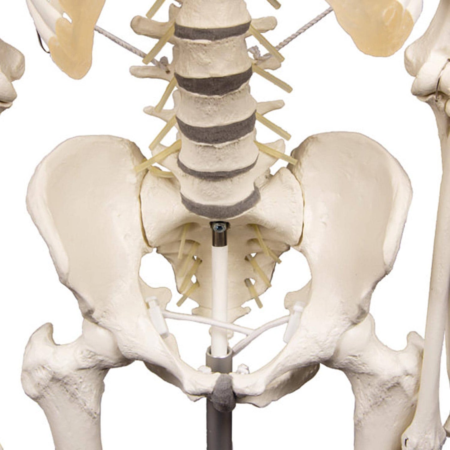 Skelett Hugo mit beweglicher Wirbelsäule - Seitenansicht des menschlichen Skeletts in Unterrichtsposition - Med-Praxisbedarf