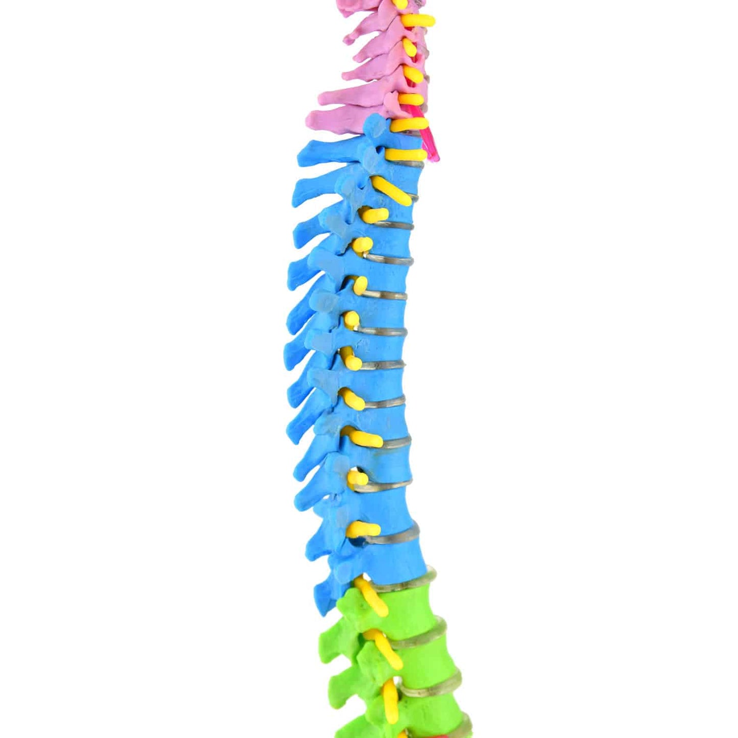 Anatomische Miniatur-Wirbelsäule - detailliertes didaktisches Modell für Unterricht und Praxis - Med-Praxisbedarf
