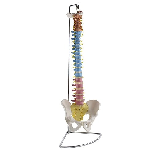 Anatomisches Modell Wirbelsäule und Becken - detaillierte Darstellung für medizinische Didaktik - Med-Praxisbedarf