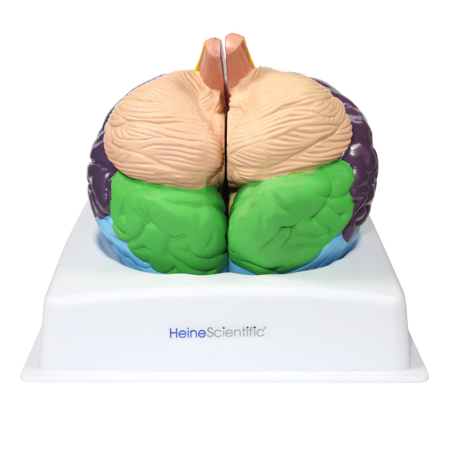 Gehirnmodell Brodmann von oben - Übersichtsansicht der beiden Hemisphären mit Areal-Markierungen - Med-Praxisbedarf