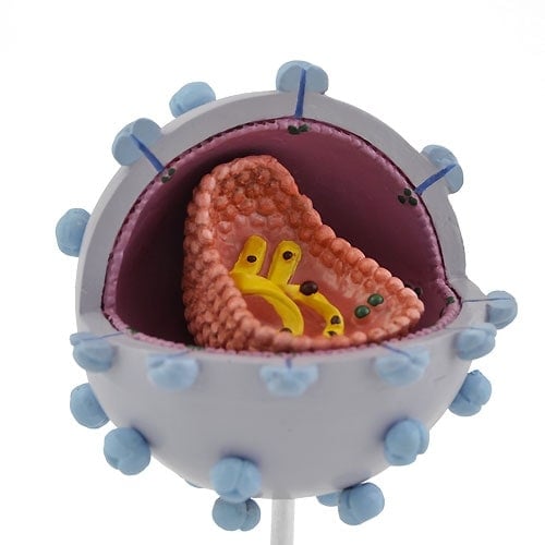 Anatomisches HIV-Virus Modell - Farbige Darstellung innerer und äußerer Strukturen - Med-Praxisbedarf
