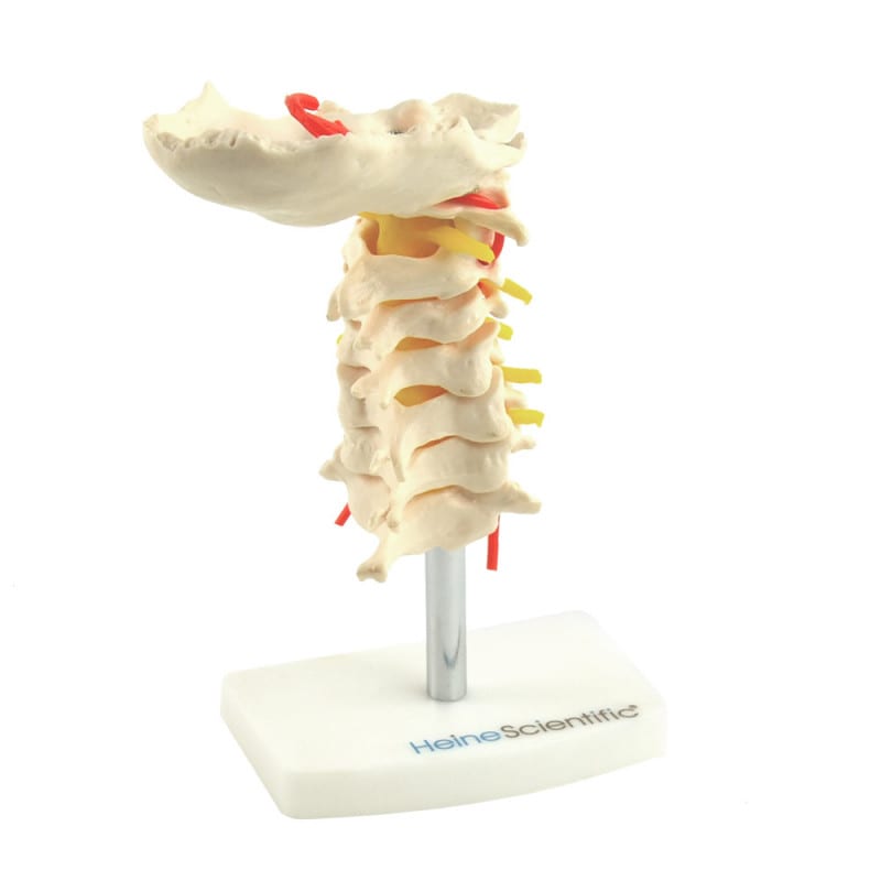 HWS-Modell Halswirbelsäule C1 bis C7 - Lebensgröße 24 cm hoch für die Ausbildung - Med-Praxisbedarf