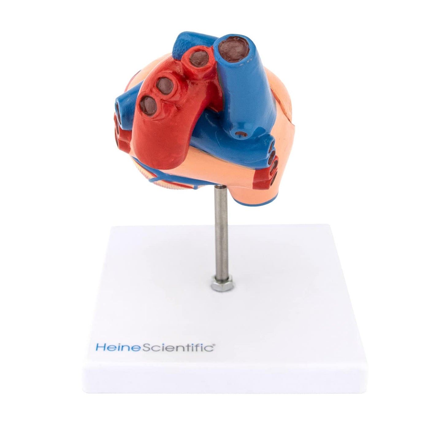 Anatomisches Herzmodell 2-teilig - realistische Nachbildung für Medizinstudium und Praxisaufklärung - Med-Praxisbedarf