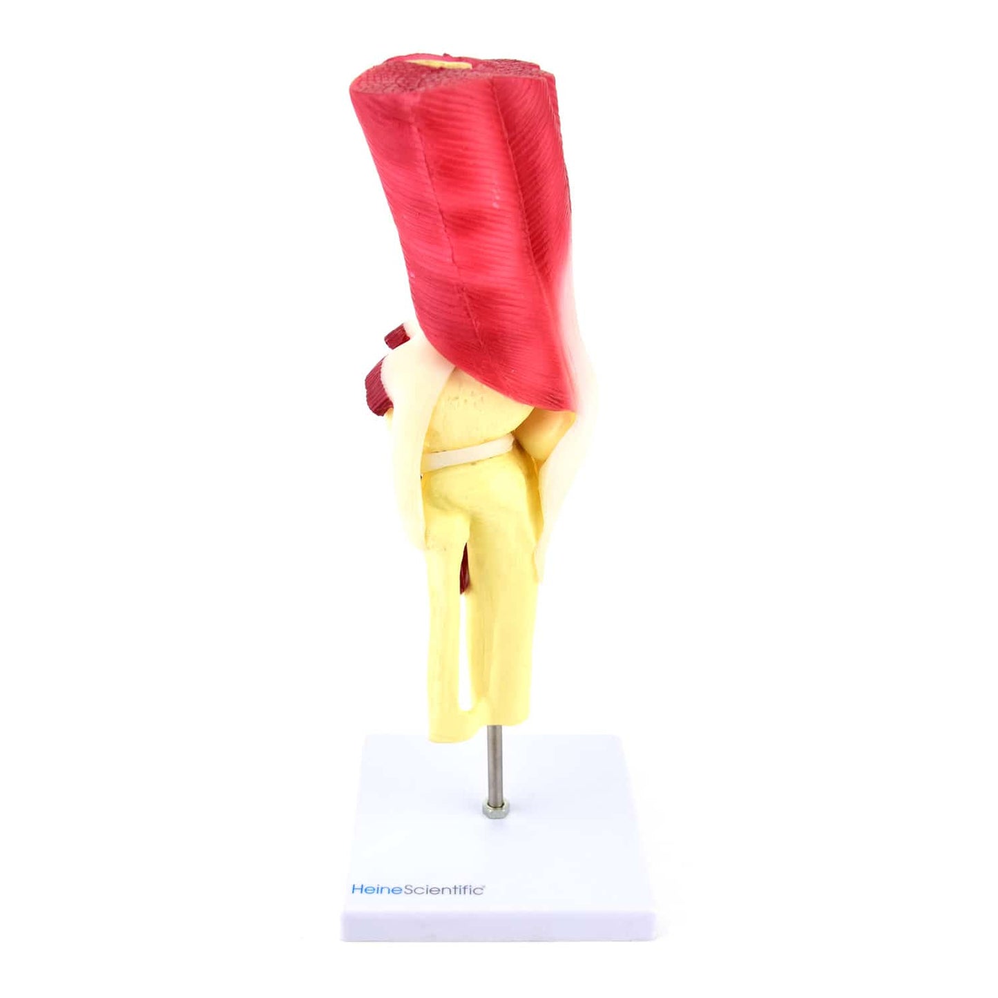 Medizinisches Kniemodell - hochwertiges Demonstrationsmodell von HeineScientific - Med-Praxisbedarf
