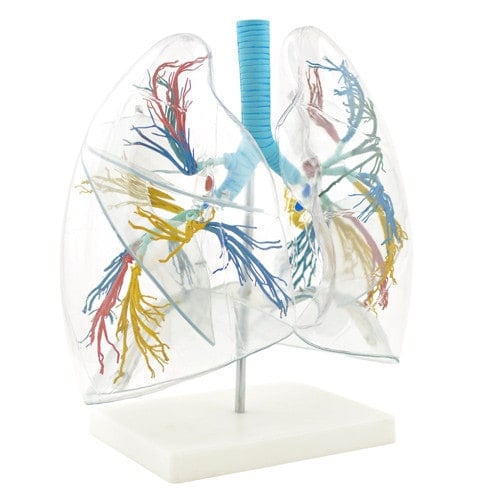 Transparentes Lungenmodell von HeineScientific - farbig hervorgehobener Bronchialbaum in durchsichtiger Lunge - Med-Praxis...