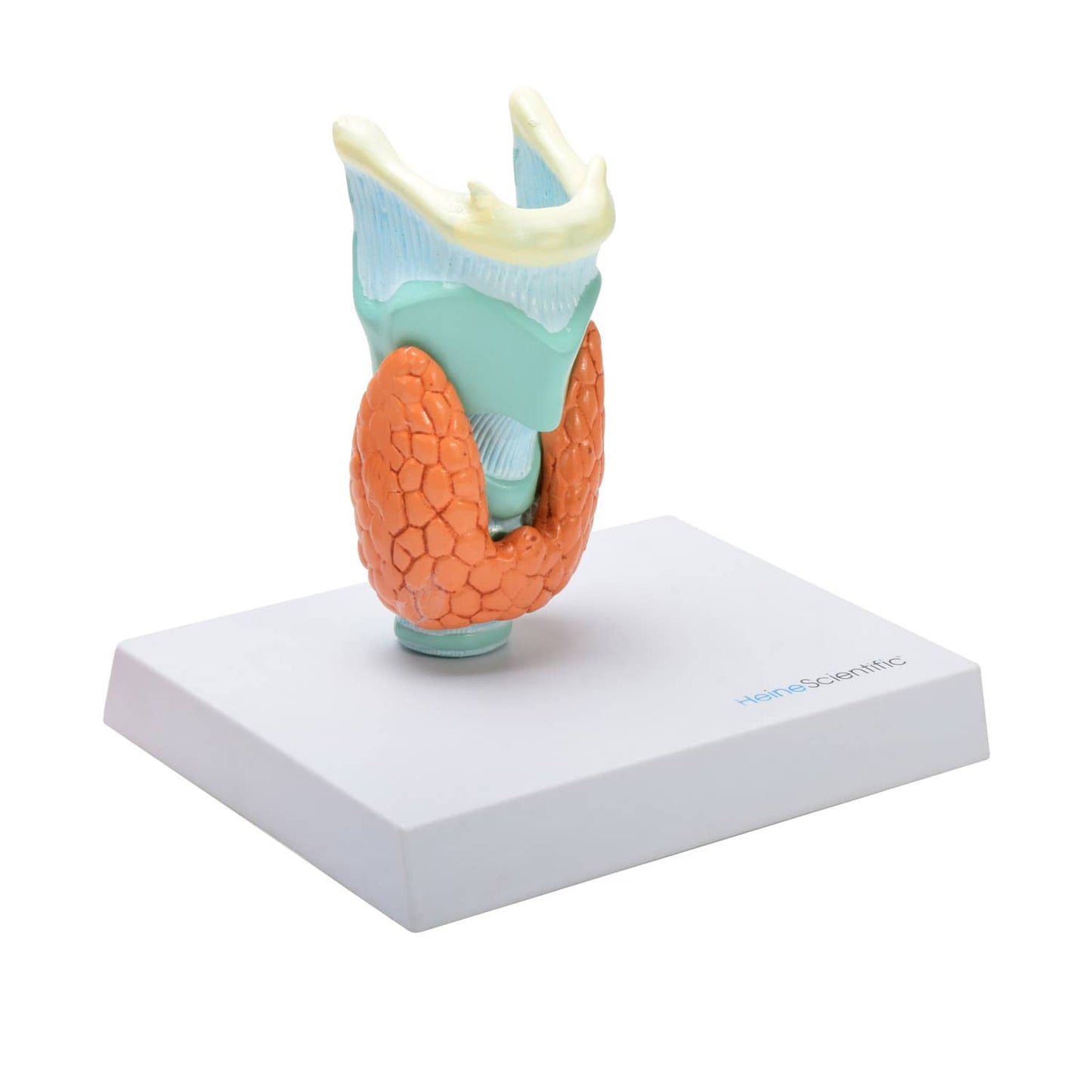 Schilddrüsen-Modell mit Erkrankungen - 5-teiliges Anatomiemodell mit Larynx in Originalgröße - Med-Praxisbedarf