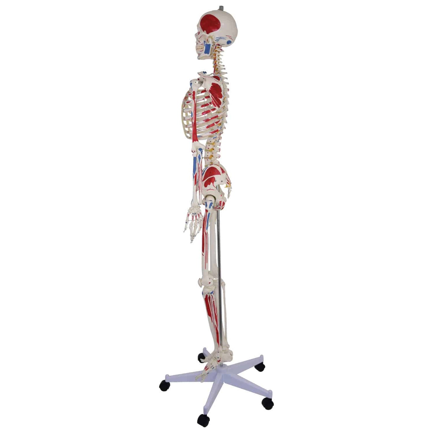 Skelett-Modell mit Muskelansätzen - Komplettansicht des anatomischen Lehrskeletts - Med-Praxisbedarf