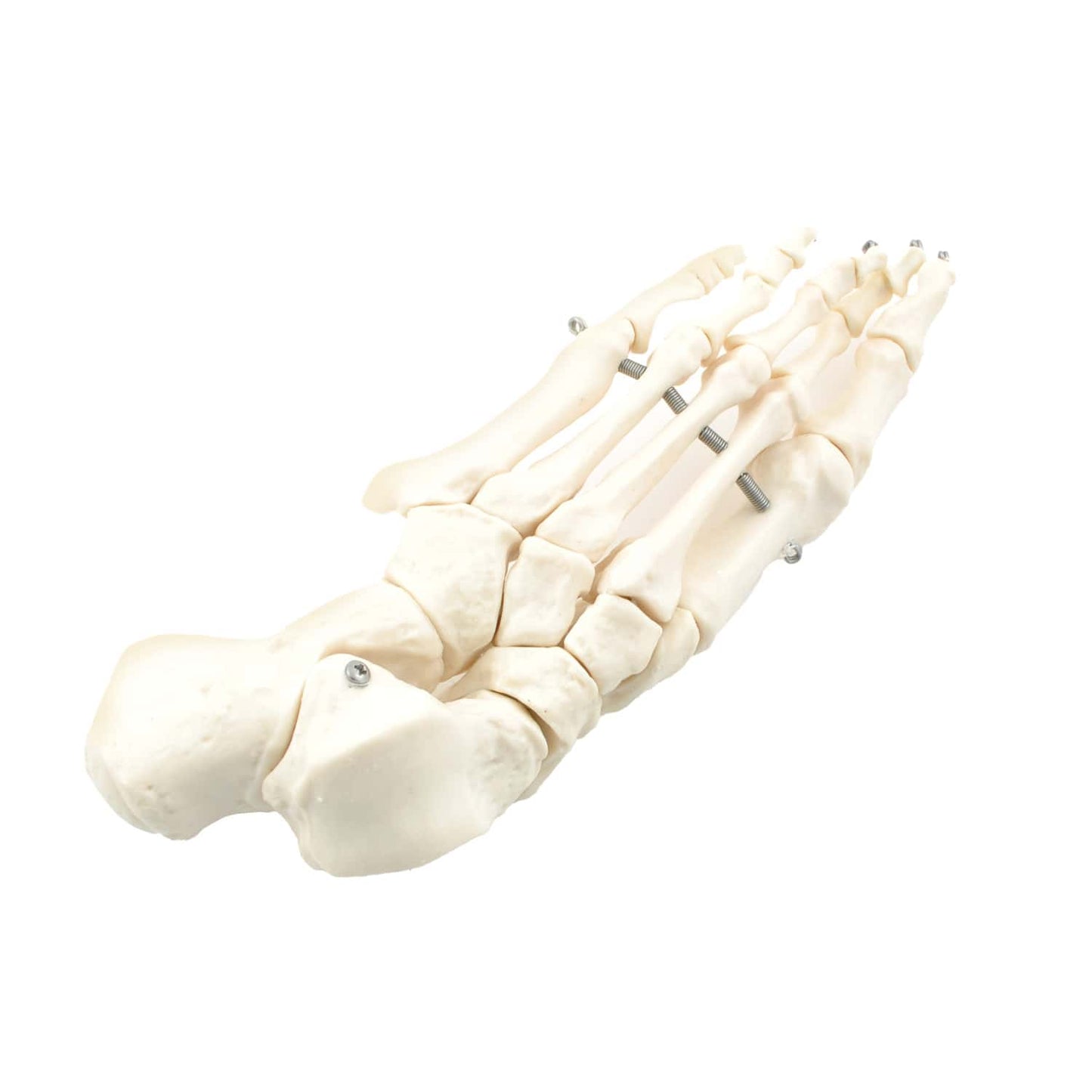 Anatomie Skelett zum Zusammenbau - kompletter menschlicher Knochensatz, pädagogisches Modell - Med-Praxisbedarf