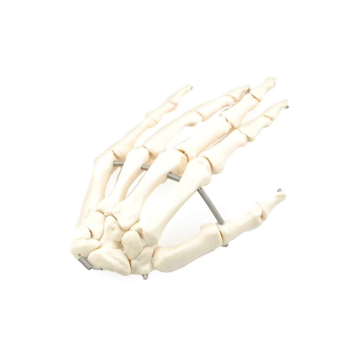 Unmontiertes Skelett Modell - Einzelknochen zur Untersuchung, Lehrmittel für Humananatomie - Med-Praxisbedarf