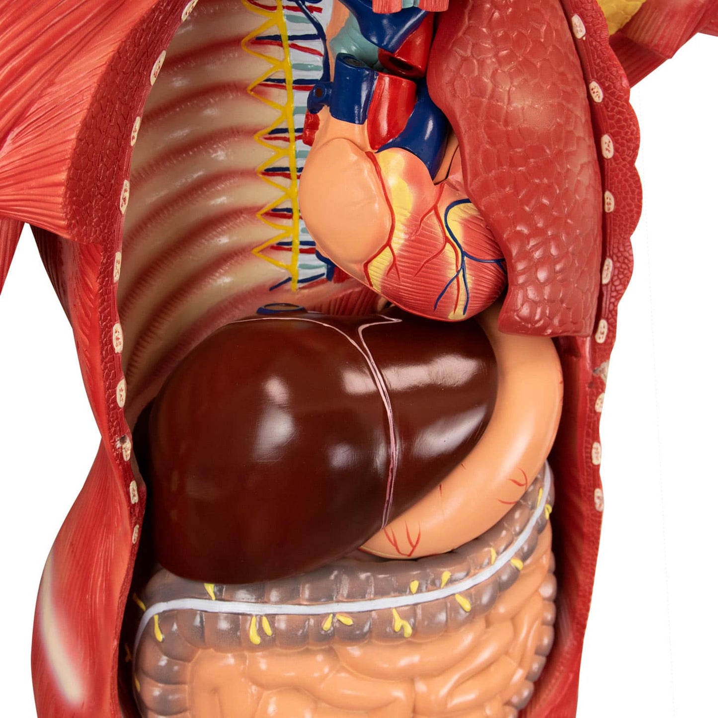 Zerlegbares Human-Modell Anatomie in Lebensgröße - männliches Modell mit entnehmbaren Organen - Med-Praxisbedarf