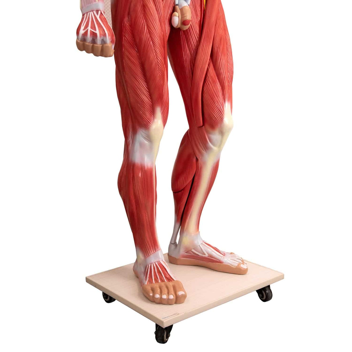 Zerlegbares Human-Modell detaillierte Anatomie - Ansicht der inneren Organe nach Entfernung der Bauchdecke - Med-Praxisbedarf