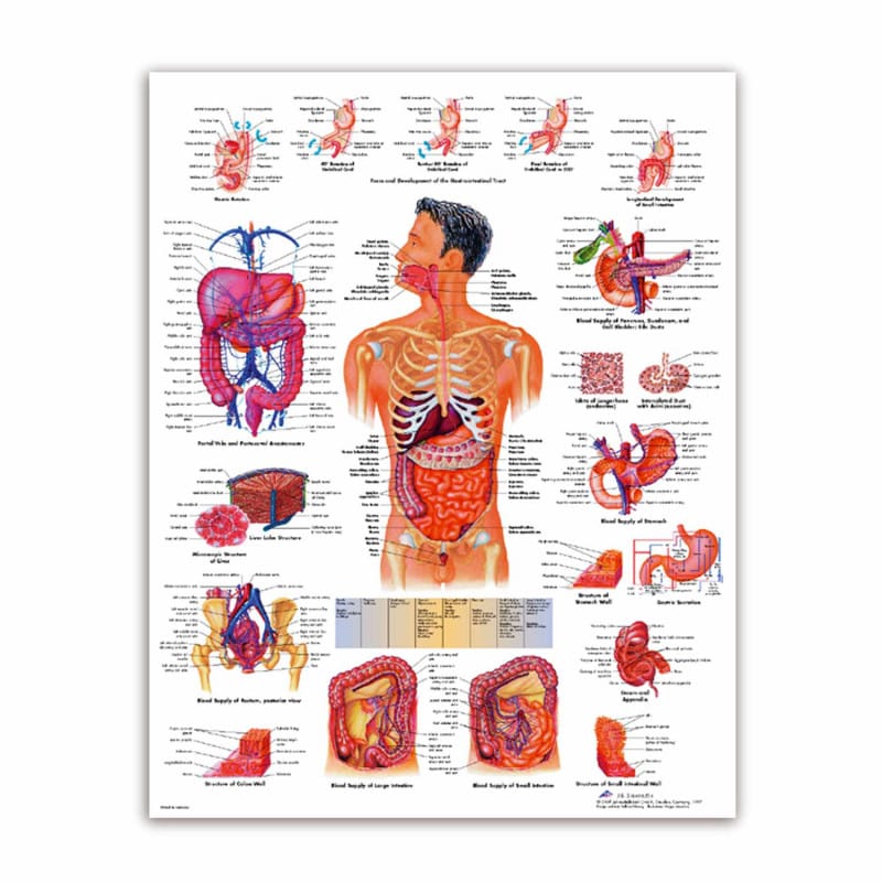 Lehrtafel Das Verdauungssystem - anatomische Anschauungstafel für medizinische Einrichtungen von 3B Scientific - Med-Praxi...