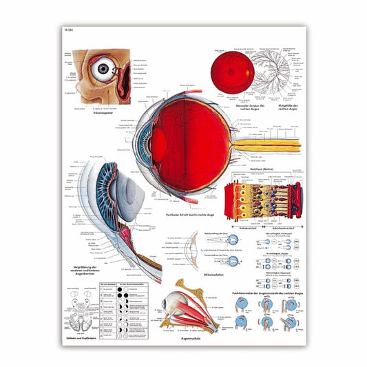 Lehrtafel Das menschliche Auge - Anatomie des Auges für Ärzte und Pflegekräfte - Med-Praxisbedarf