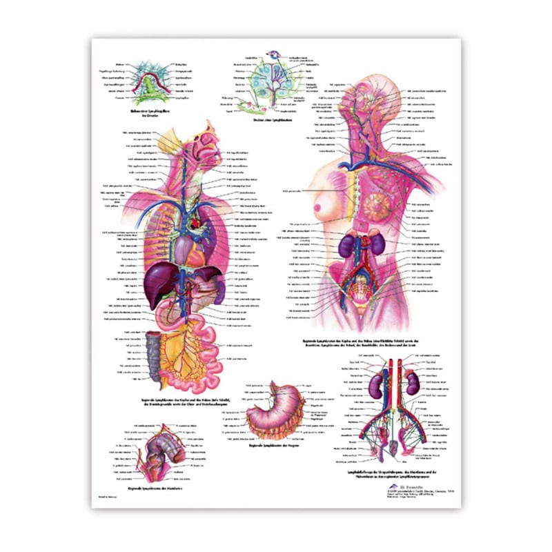 Lehrtafel menschliches Gehirn - anatomische Strukturen und Bereiche im Detail - Med-Praxisbedarf