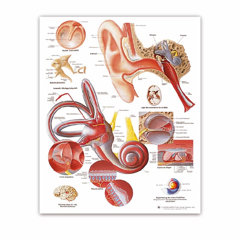 Lehrtafel Das Ohr Anatomie - anschauliche Darstellung für medizinische Einrichtungen - Med-Praxisbedarf
