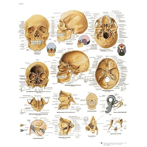 Lehrtafel Der menschliche Schädel - farbige Darstellung aller Schädelteile - Med-Praxisbedarf