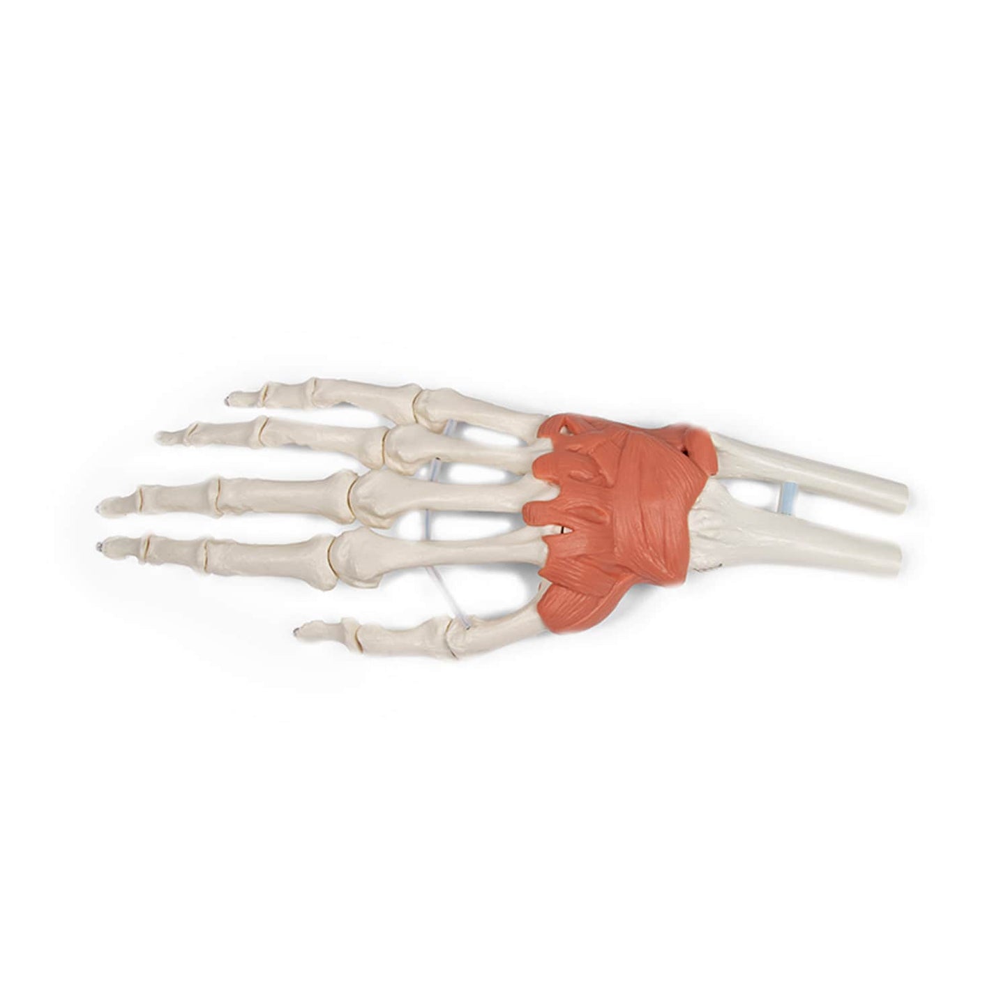 Anatomisches Modell des Handgelenks - Detailansicht des Bandapparats und Karpaltunnels von Erler-Zimmer - Med-Praxisbedarf
