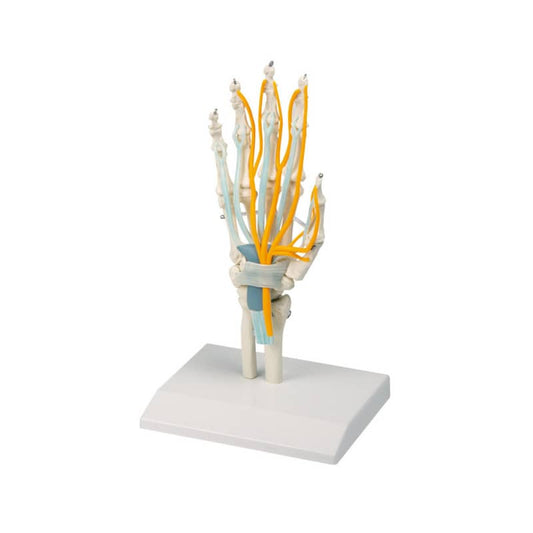 Handmodell mit Sehnen und Karpaltunnel - anatomisches Lehrmodell von Erler-Zimmer, einzelne Knochen - Med-Praxisbedarf