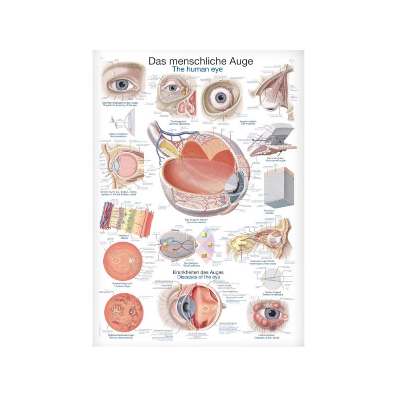 Lehrtafel Das Auge - robuste Anatomietafel aus 200µ Kunststoff-Folie von Erler-Zimmer - Med-Praxisbedarf