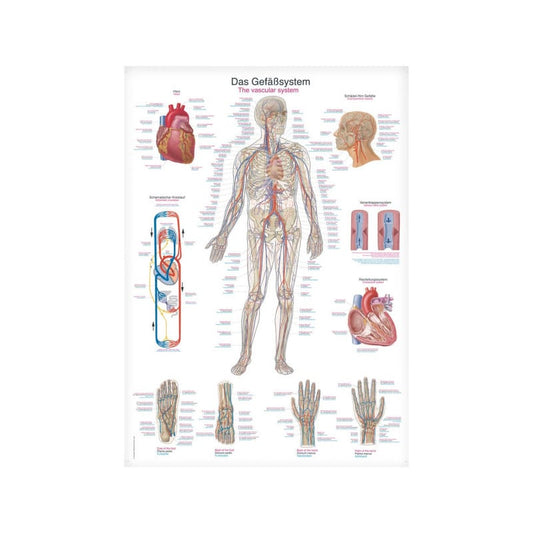 Lehrtafel Das Gefäßsystem - aus robuster 200µ Kunststoff-Folie für medizinische Einrichtungen - Med-Praxisbedarf
