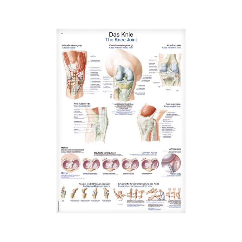 Lehrtafel Das Knie - Anatomie des Kniegelenks in farbigen Details auf stabiler Folie - Med-Praxisbedarf