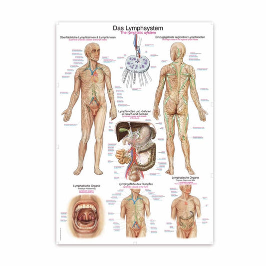 Lehrtafel Das Lymphsystem - detaillierte Übersicht für Fortbildung und Studium - Med-Praxisbedarf