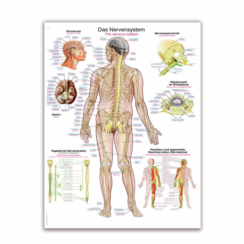 Lehrtafel Das Nervensystem - übersichtliche Darstellung des menschlichen Nervensystems - Med-Praxisbedarf