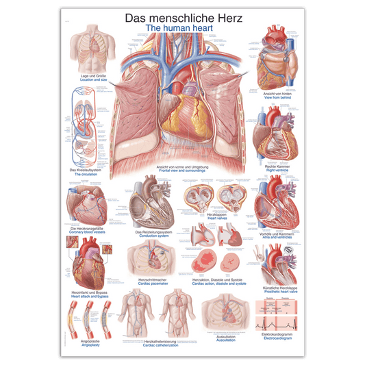 Lehrtafel Das menschliche Herz - klare anatomische Darstellung für medizinische Berufe - Med-Praxisbedarf