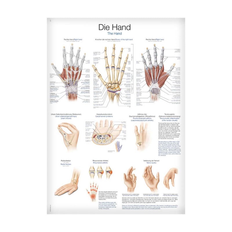 Lehrtafel Die Hand - anatomische Strukturen der Hand in Deutsch und Englisch - Med-Praxisbedarf