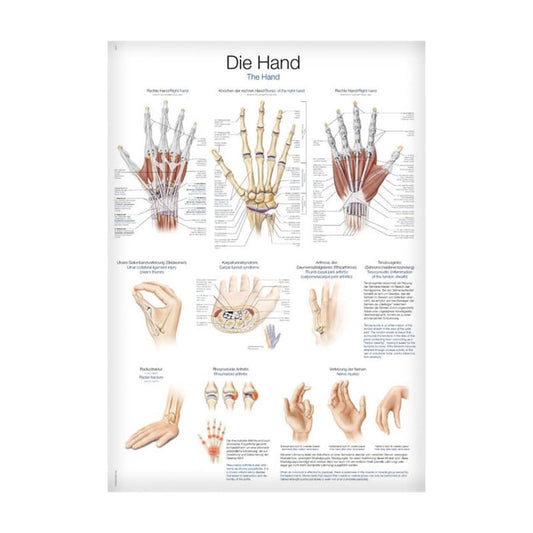 Lehrtafel Die Hand - anatomische Strukturen der Hand in Deutsch und Englisch - Med-Praxisbedarf