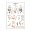 Lehrtafel Die Hand