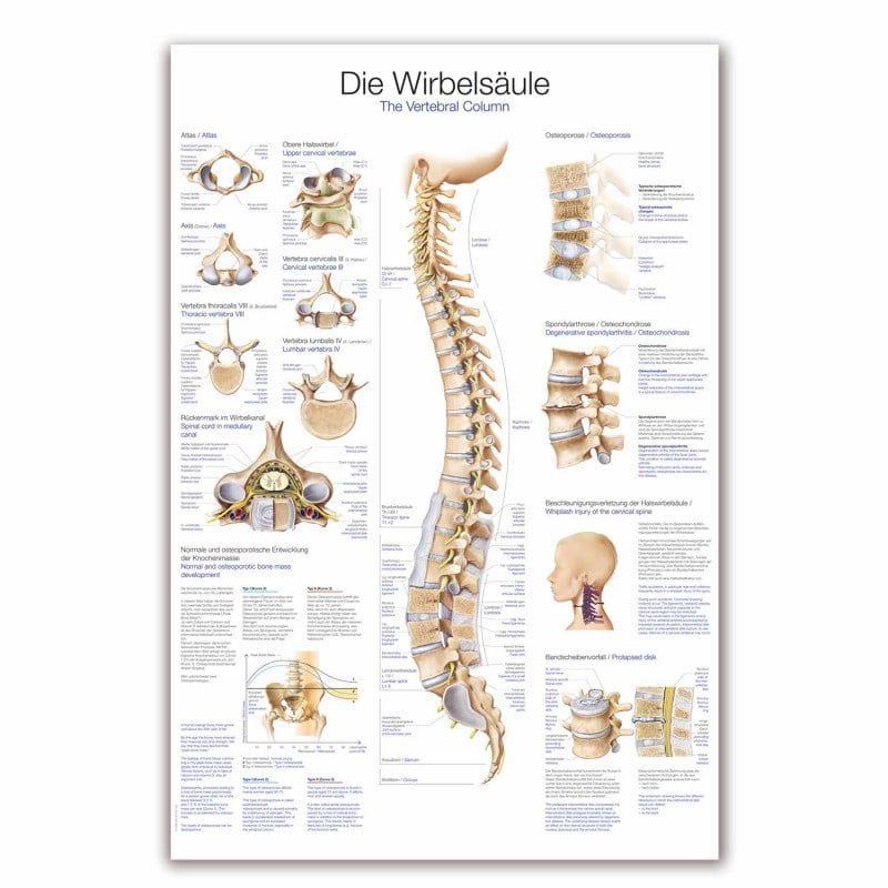 Lehrtafel Die Wirbelsäule - praktische Anschauungshilfe zum Aufbau der Wirbelsäule - Med-Praxisbedarf
