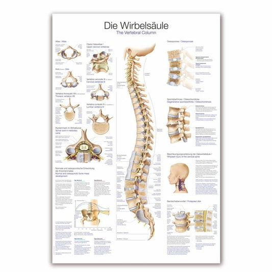 Lehrtafel Die Wirbelsäule - praktische Anschauungshilfe zum Aufbau der Wirbelsäule - Med-Praxisbedarf