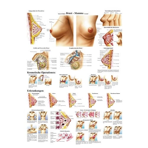 Lehrtafel Die weibliche Brust - detaillierte Anatomie als Lehrmittel - Med-Praxisbedarf