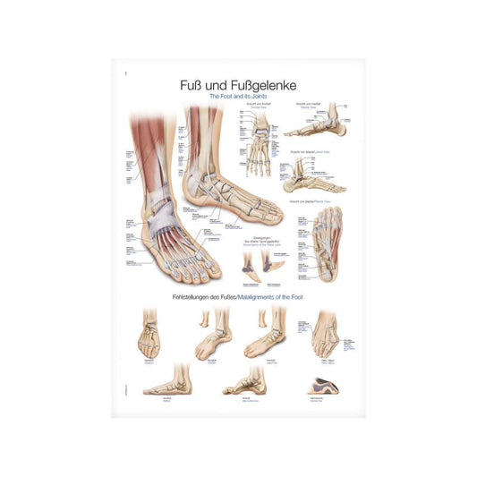 Lehrtafel Fuß und Fußgelenk - detaillierte anatomische Darstellung für Unterricht und Praxis auf robuster Folie - Med-Prax...