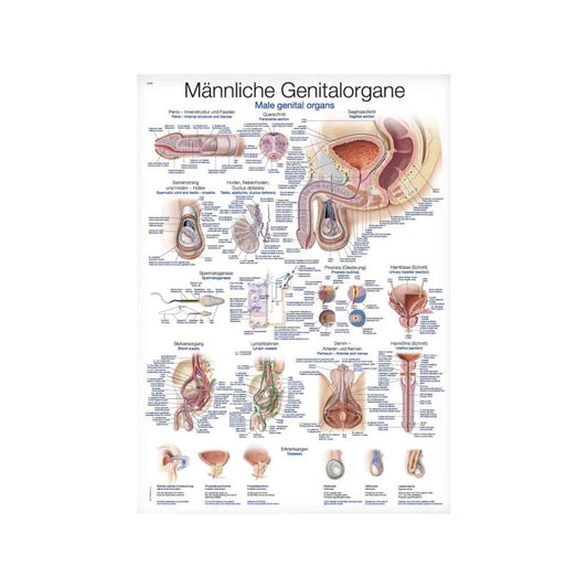 Lehrtafel Genitalorgane weiblich - anatomische Darstellung für Aufklärung und Ausbildung auf 200µ Kunststoff-Folie - Med-P...