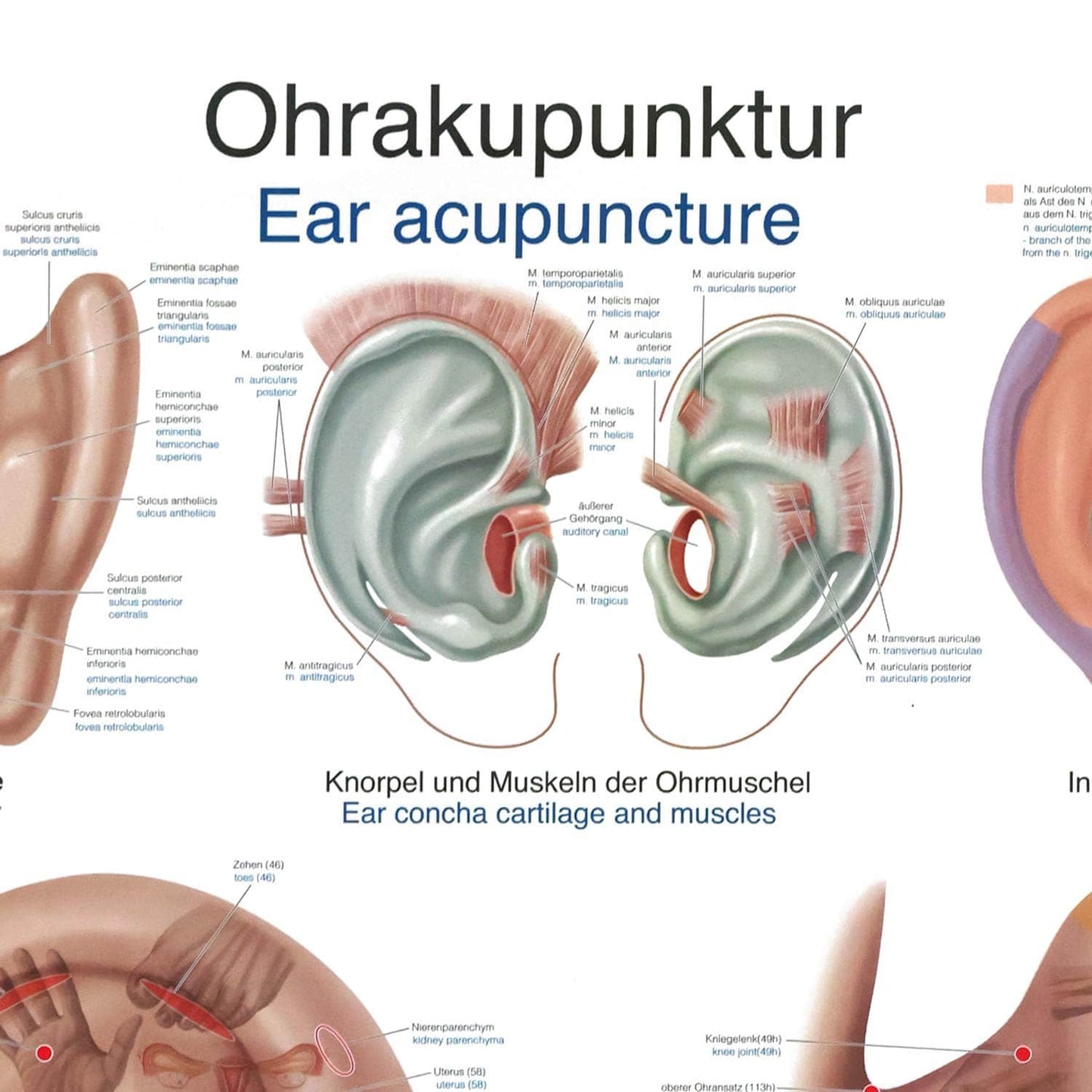 Anatomische Lehrtafel für Ohrakupunktur - zeigt alle wichtigen Punkte am Ohr, deutsch beschriftet - Med-Praxisbedarf