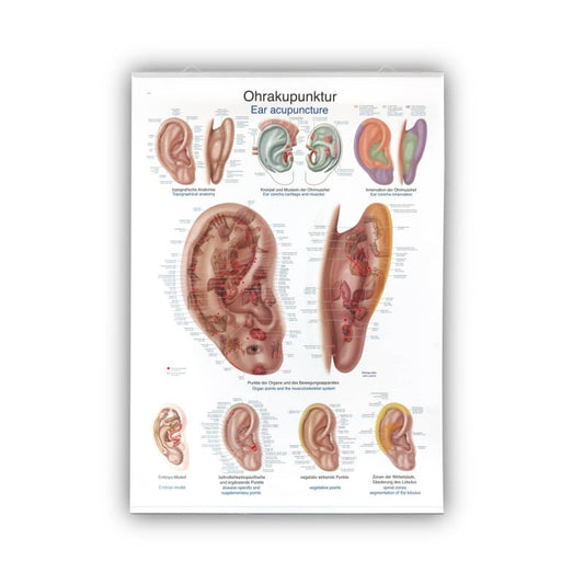 Lehrtafel Ohrakupunktur mit Akupunkturpunkten - anatomische Tafel mit deutschen Bezeichnungen von Erler-Zimmer - Med-Praxi...