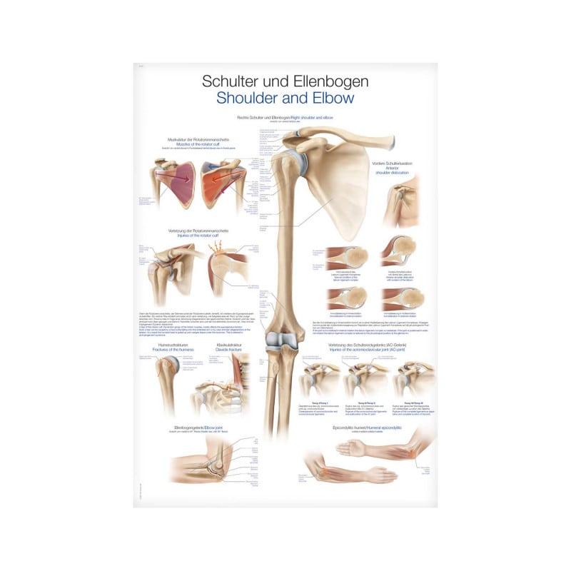 Lehrtafel Schulter und Ellenbogen - anatomische Detailansicht der Gelenke auf stabiler 200µ Kunststoff-Folie - Med-Praxisb...