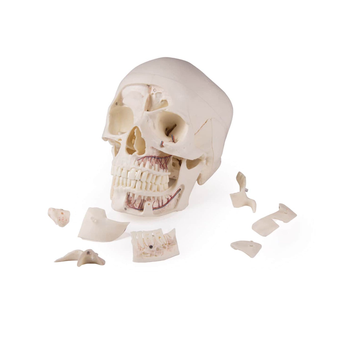 Anatomie Schädelmodell von Erler-Zimmer - für Medizin und Zahnheilkunde studium - Med-Praxisbedarf