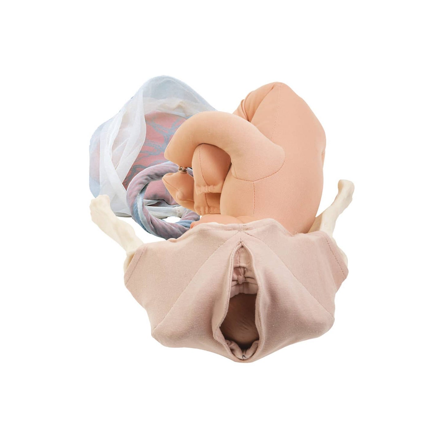 Geburtshilfe Trainingsmodell - Seitenansicht des flexiblen Beckens mit fetaler Position - Med-Praxisbedarf