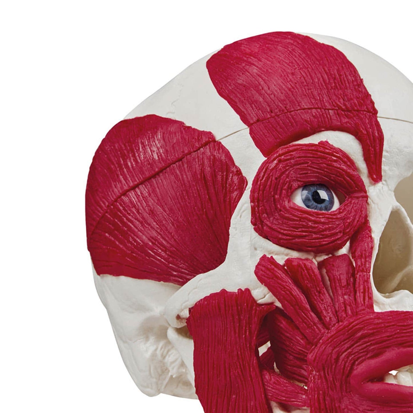 Anatomischer Schädel halbseitig bemuskelt - Ansicht von Erler-Zimmer für Ausbildung - Med-Praxisbedarf