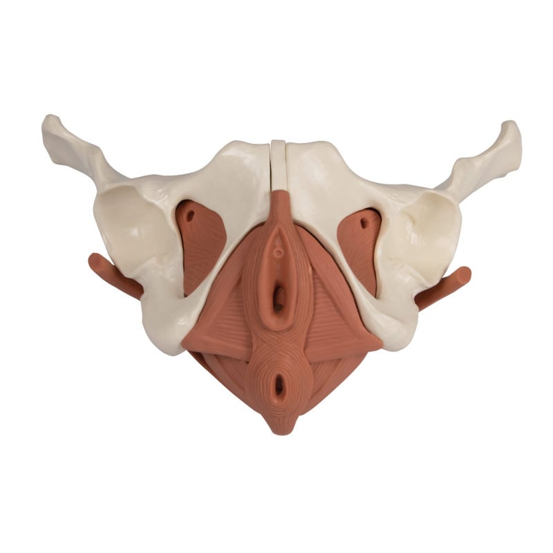 Magnetisches Beckenbodenmodell weiblich 12-teilig - zerlegbar für Schulungen und Therapie - Med-Praxisbedarf