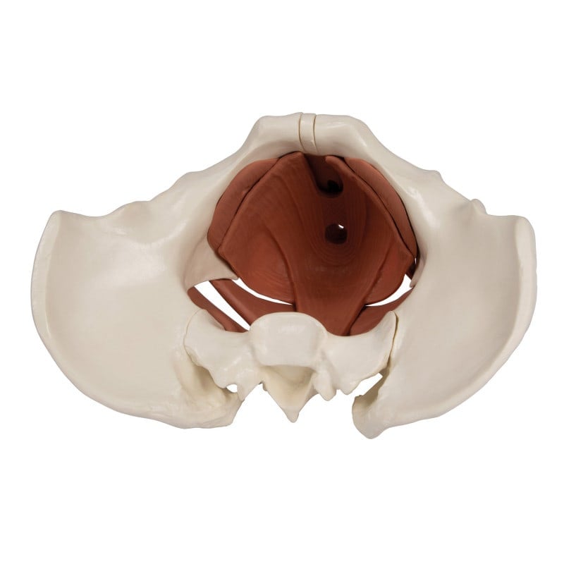 12-teiliges Beckenbodenmodell magnetisch - anschauliches Lehrmodell für die Physiotherapie - Med-Praxisbedarf