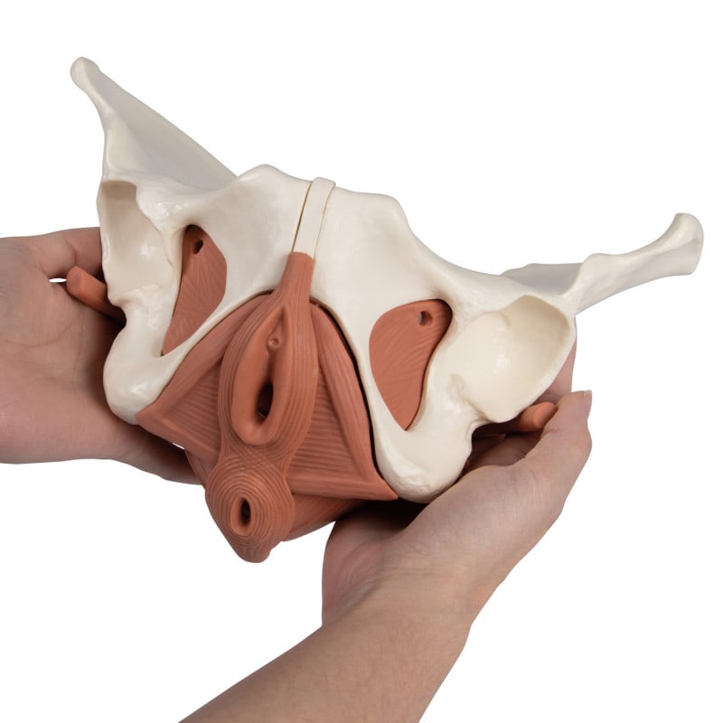 Beckenbodenmodell weiblich magnetisch 12 Teile - Demonstrationsmodell für medizinische Ausbildung - Med-Praxisbedarf